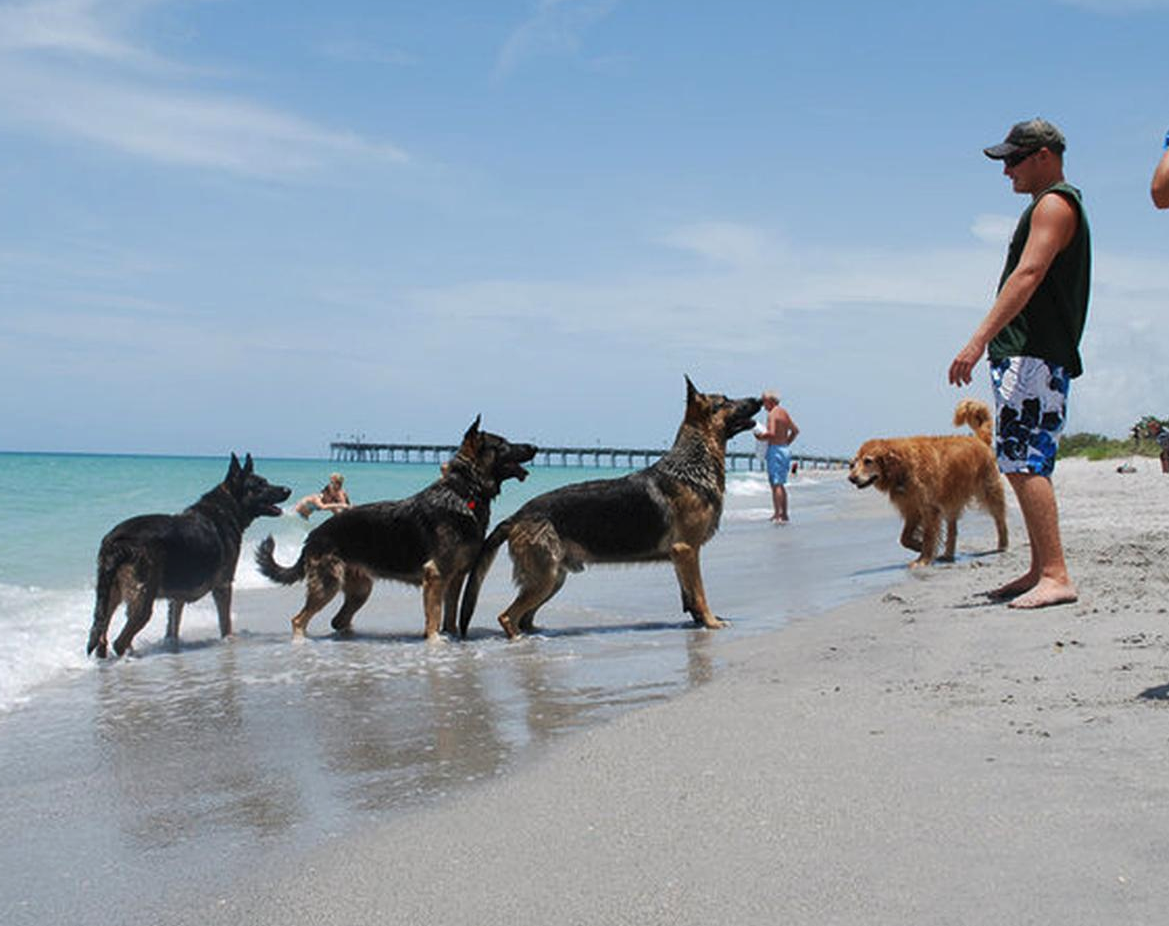 Dogs Playing at Brohard Dog Park, Venice FL