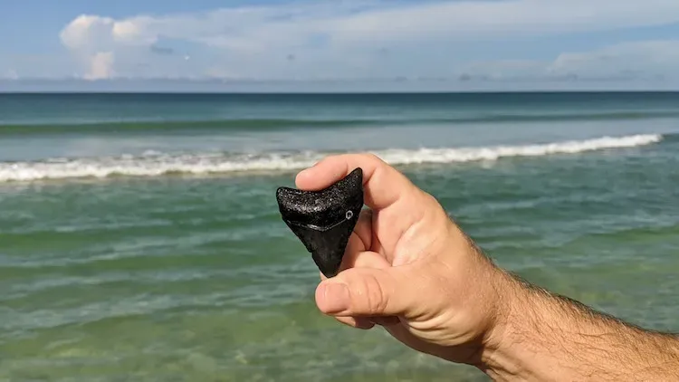 A shark tooth found on Caspersen Beach