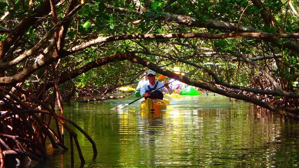 Kayaking through the Mangrove Tunnels in Lido Key