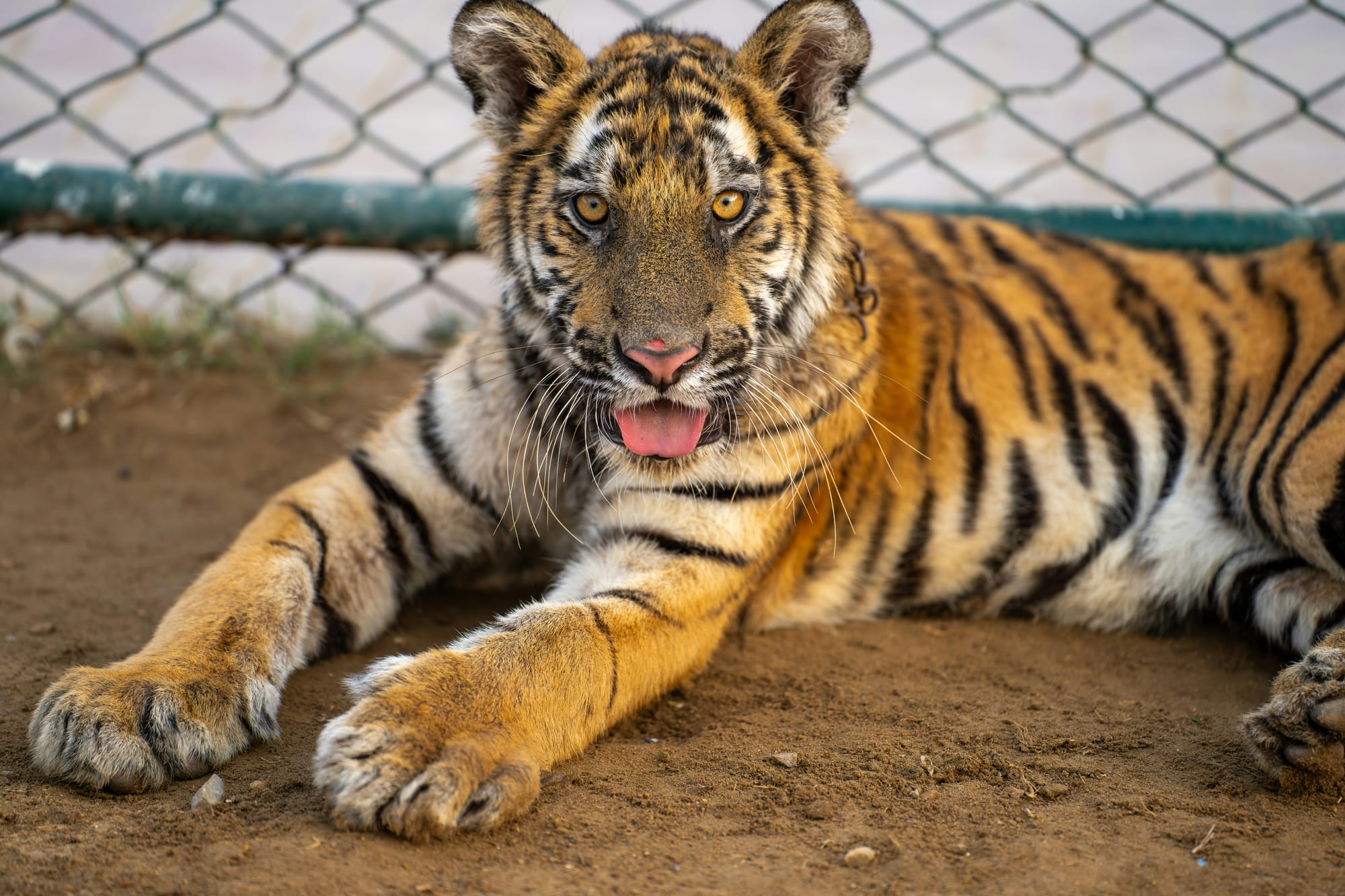 A Tiger at the Big Cat Sanctuary