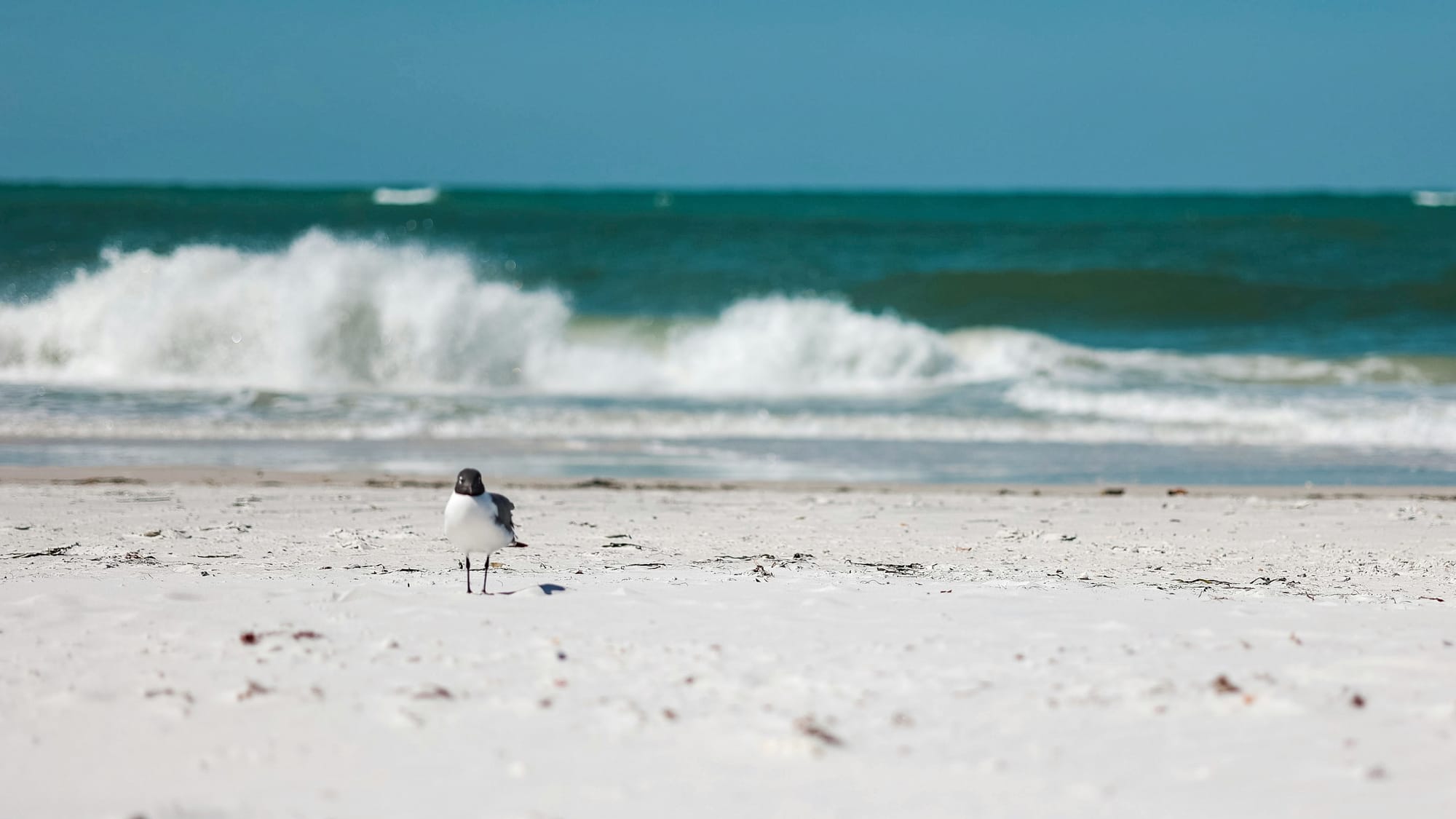 Bird on the Beach, Longboat Key FL