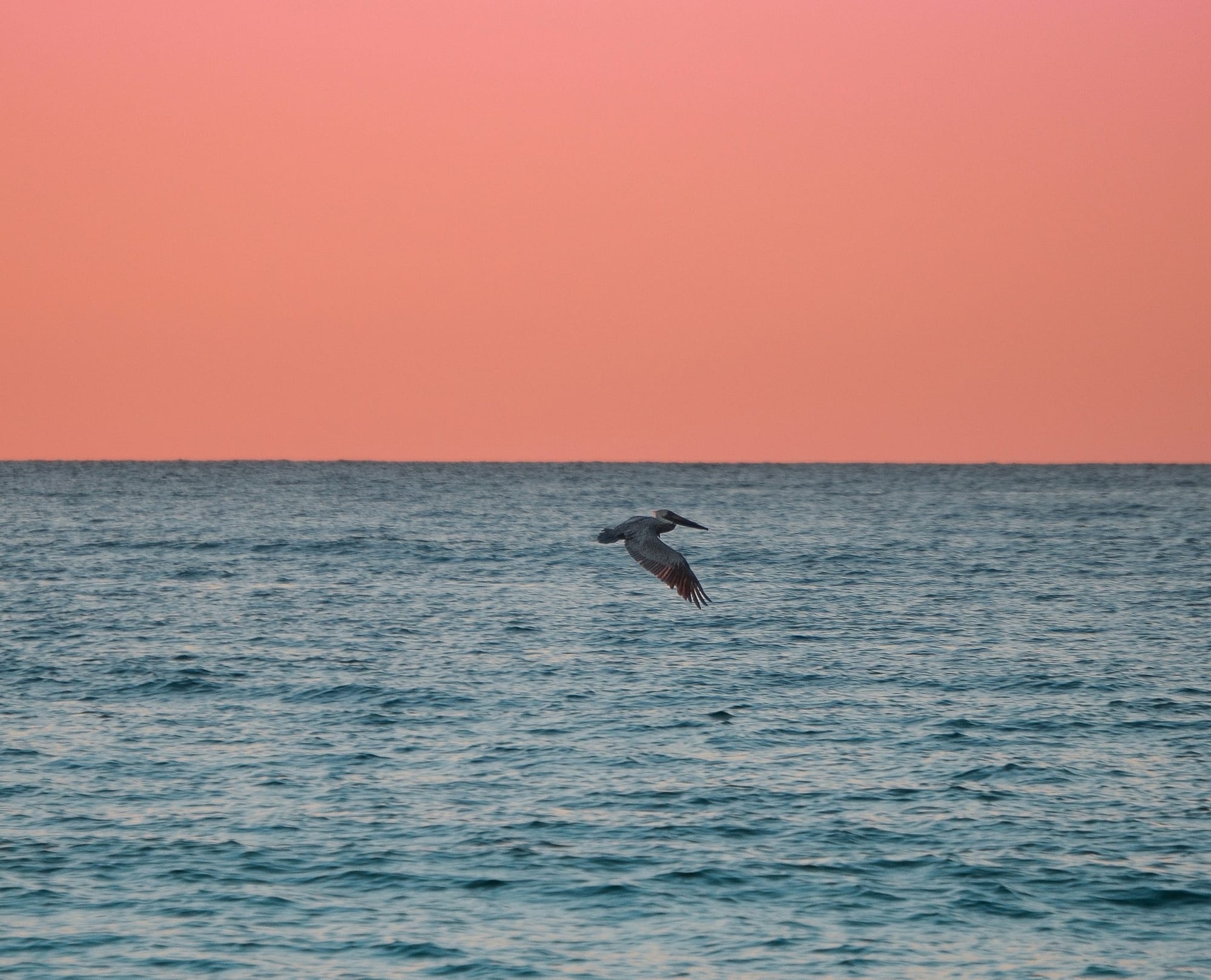 Bird Flying over the Ocean, Englewood Beach FL