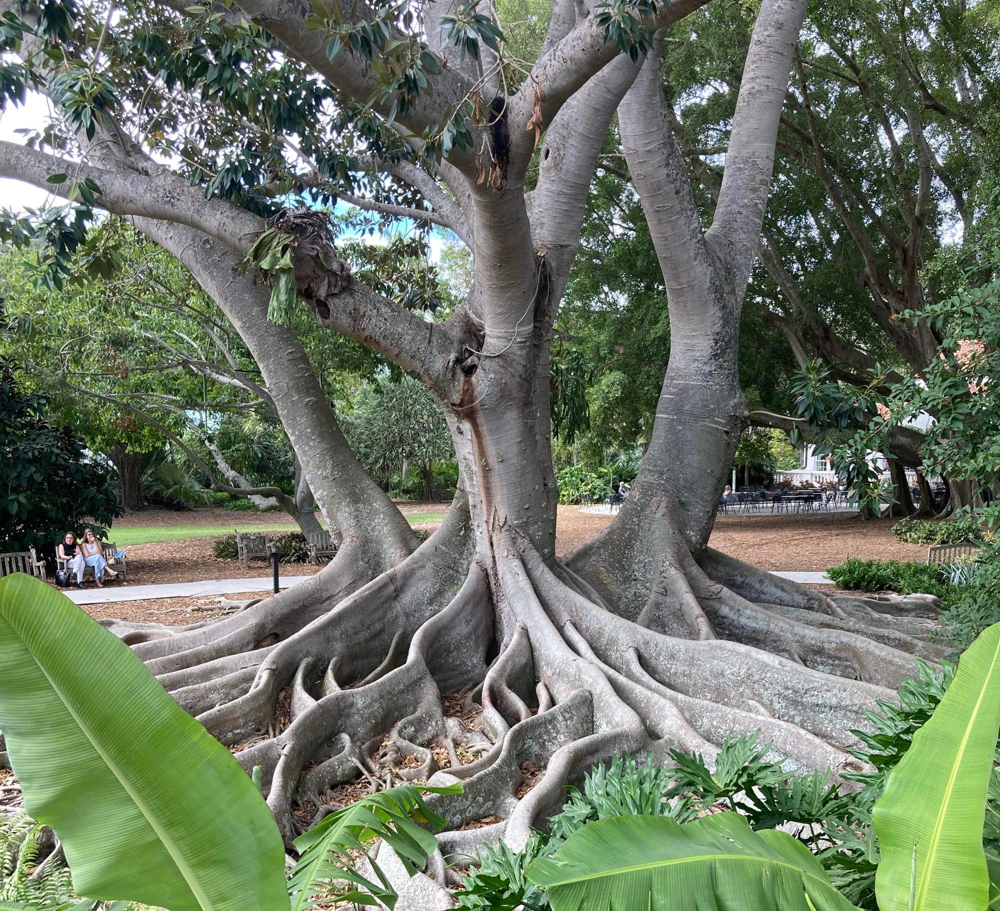 Exotic Banyan Trees at Marie Selby Botanical Gardens