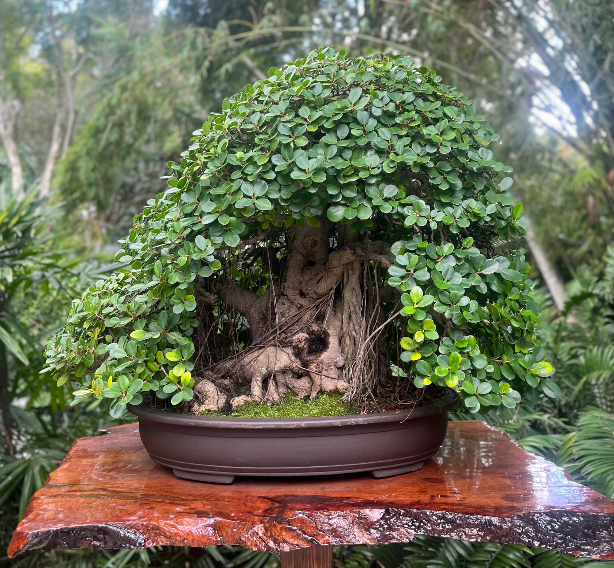 Bonsai Tree Exhibit at Marie Selby Botanical Gardens