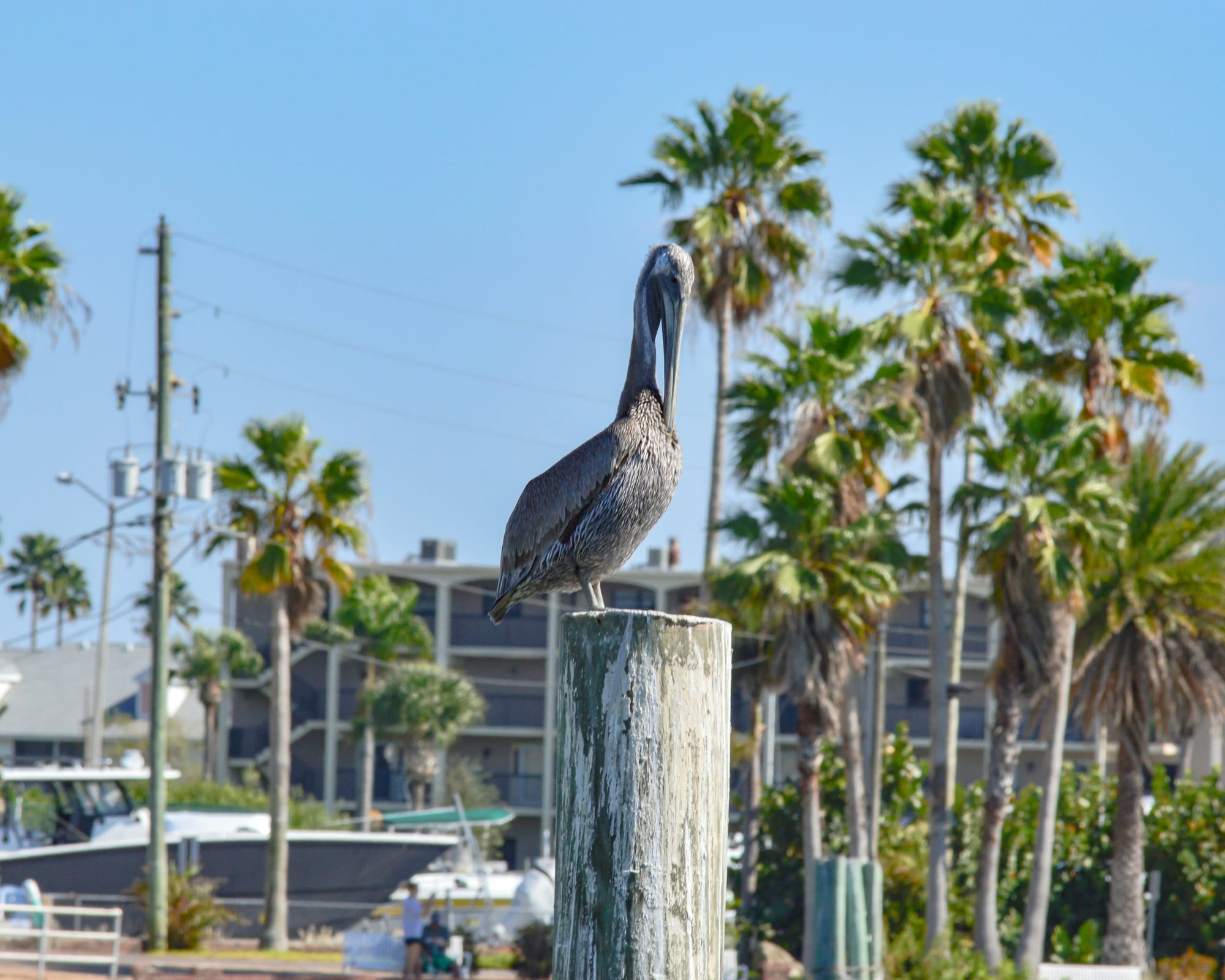 Pelican near Madeira Beach, FL
