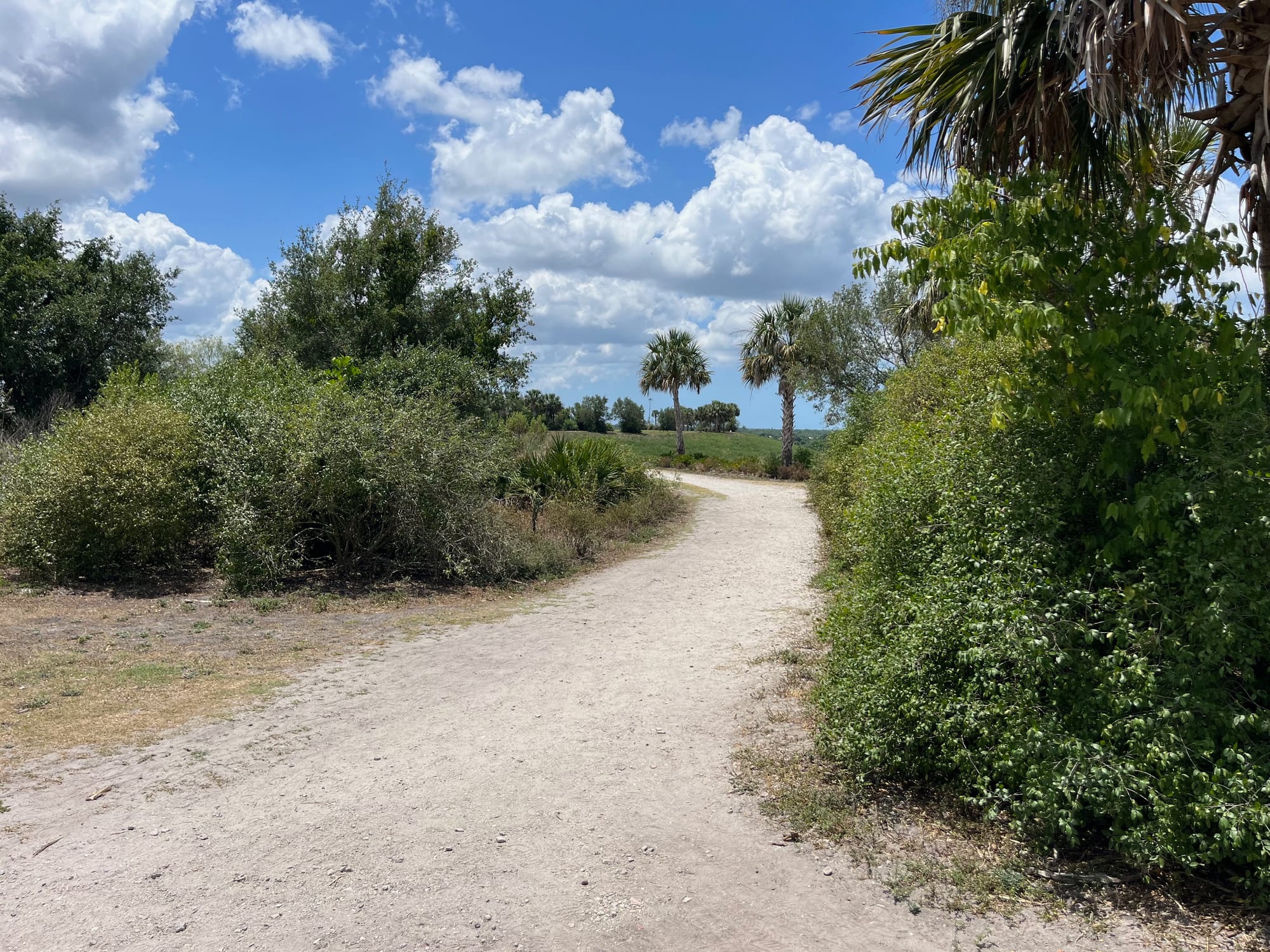 A gravel path in the Sarasota Celery Fields