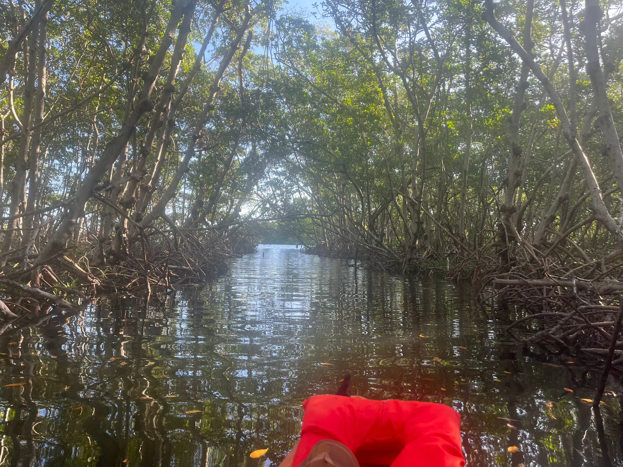 Kayaking through a mangrove in Florida