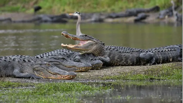 Alligators at Myakka River State Park