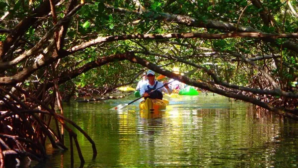 Kayaking through the Mangrove Tunnels in Sarasota