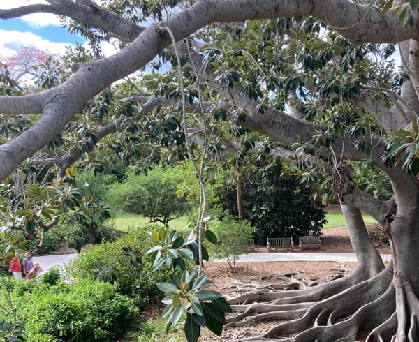 Banyan Trees at Marie Selby Botanical Gardens